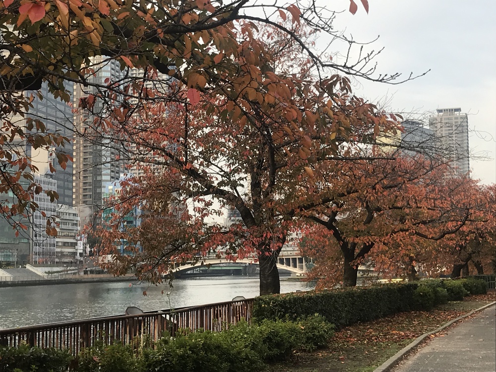 橋と運河の景観楽しむ中之島ランの写真6