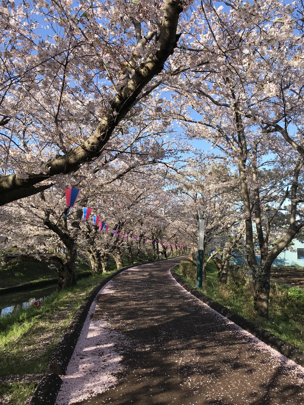 海老川ジョギングロードの写真3