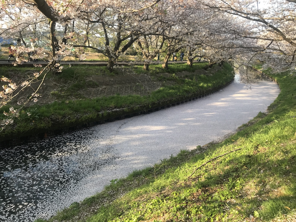 海老川ジョギングロードの写真7