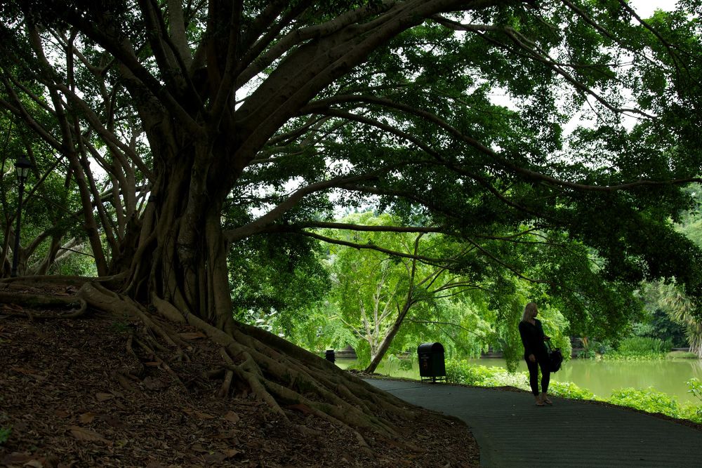 世界遺産・ボタニック・ガーデンの写真5