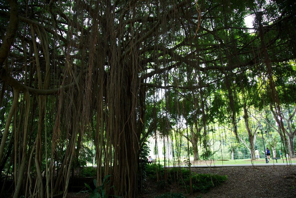 世界遺産・ボタニック・ガーデンの写真7