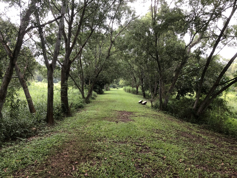 Tampines Eco GreenとBedok Reservoirをつなぐ１２Kmランの写真3
