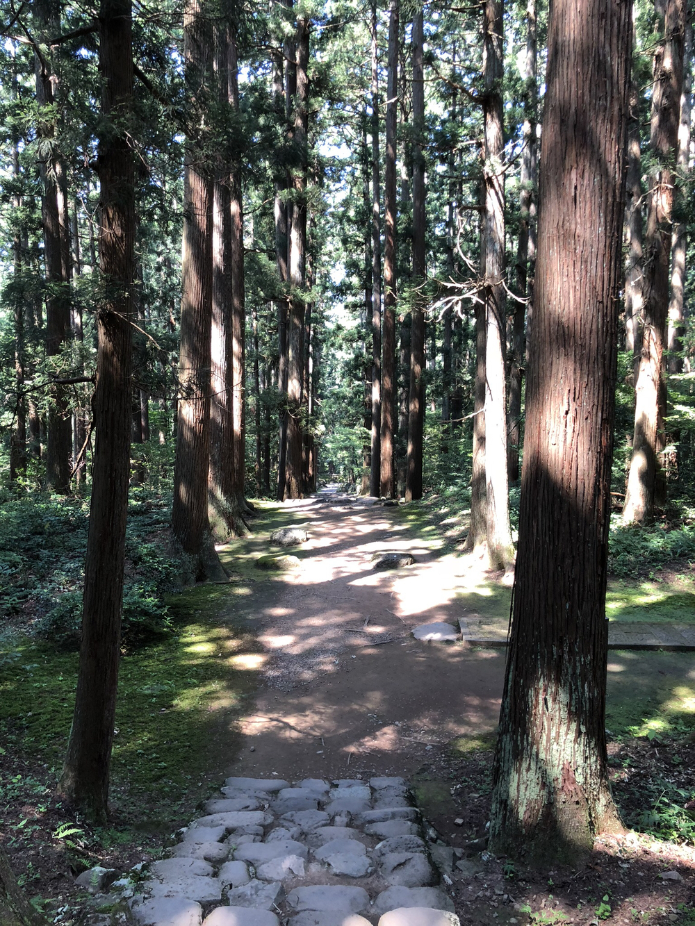 木漏れ日が気持ちいい平泉寺の山道を駆け登る半クロカンコース8kmコース。の写真3