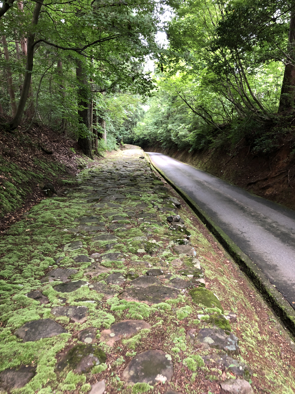 木漏れ日が気持ちいい平泉寺の山道を駆け登る半クロカンコース8kmコース。の写真4