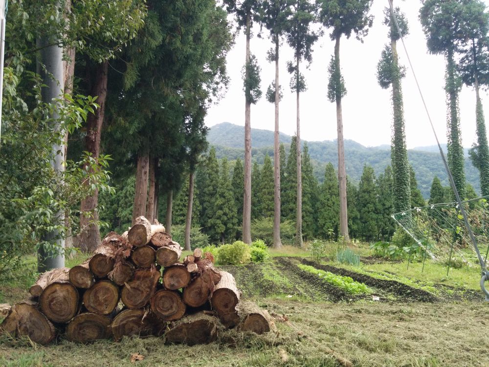 コスモスと大源太キャニオン・越後湯沢の写真3