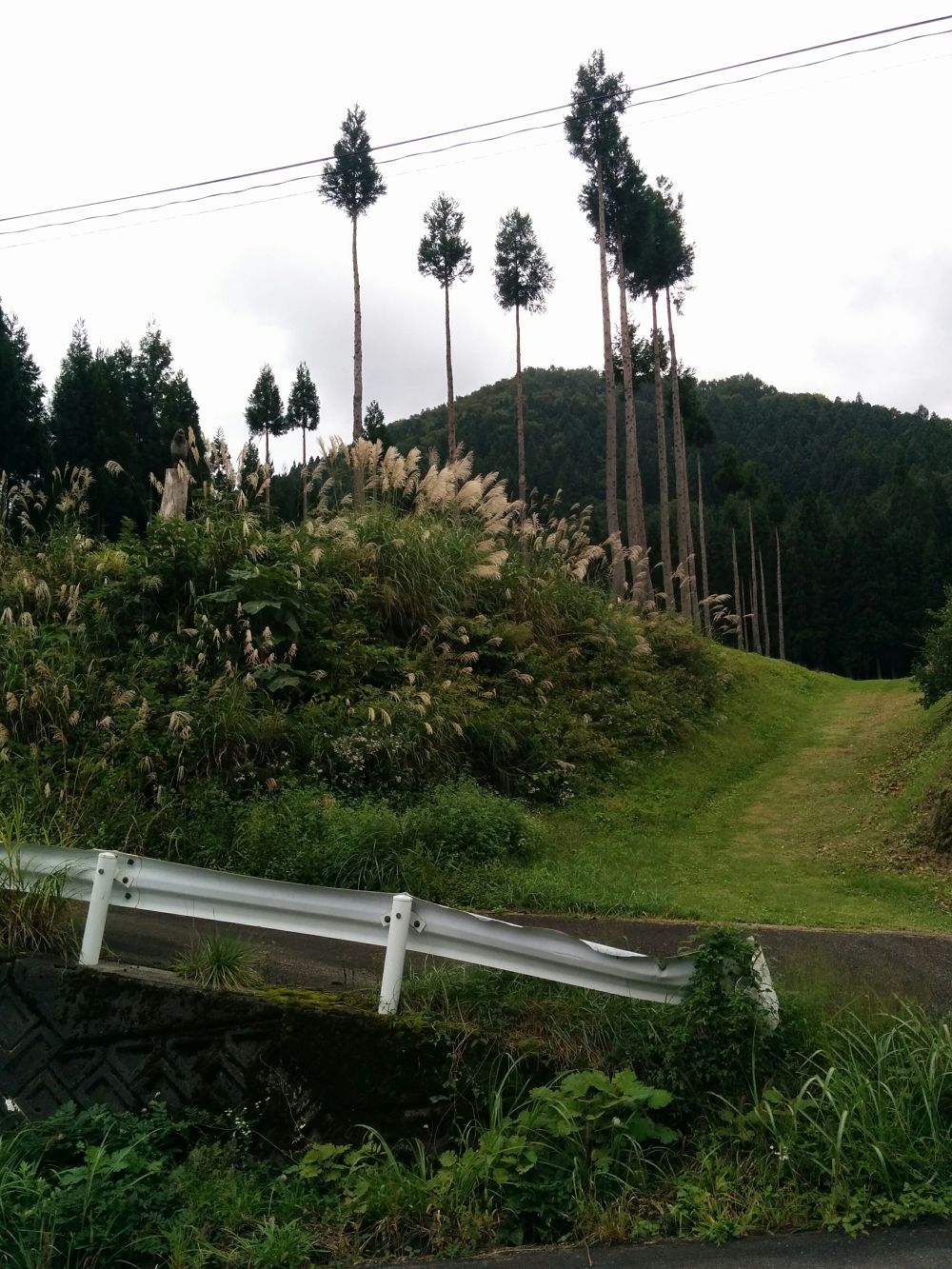 コスモスと大源太キャニオン・越後湯沢の写真4
