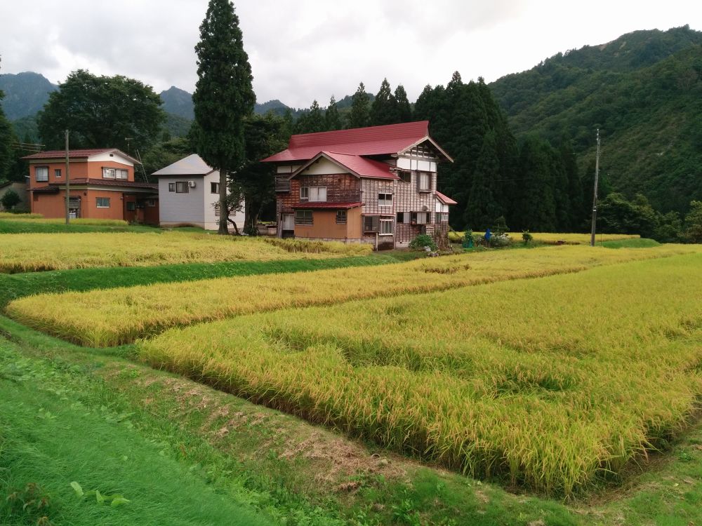 コスモスと大源太キャニオン・越後湯沢の写真9