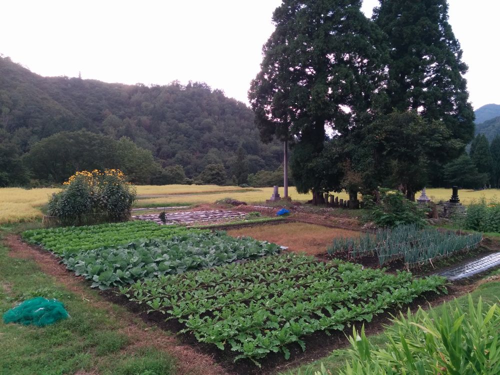 コスモスと大源太キャニオン・越後湯沢の写真10