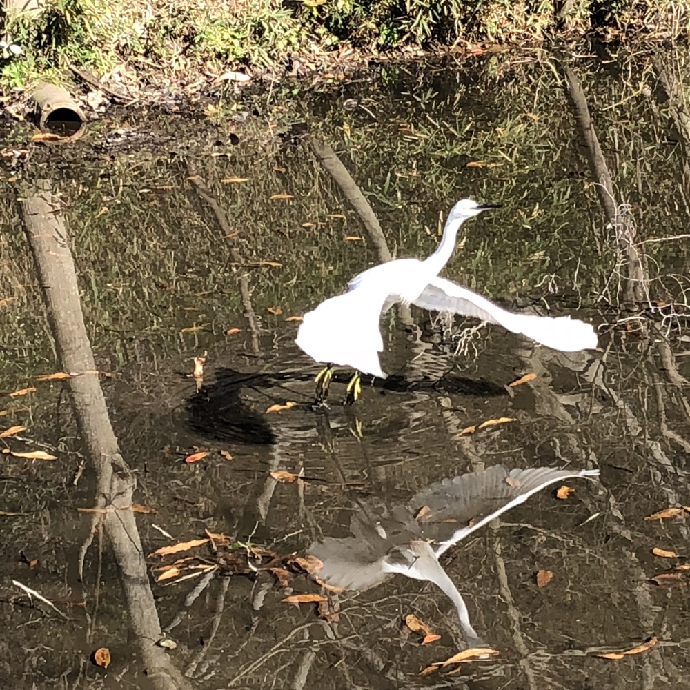 自然とたわむれRUNの写真4