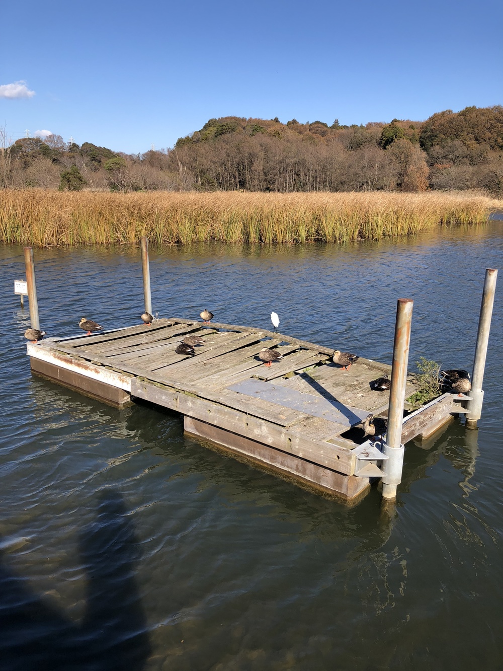 自然とたわむれRUNの写真5