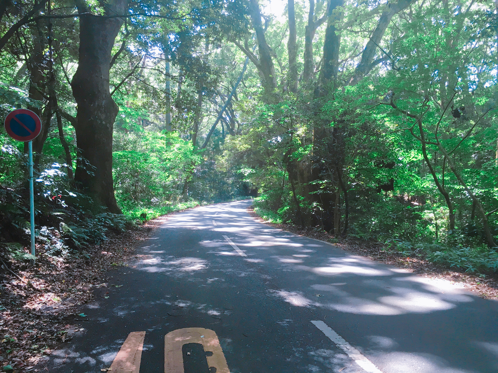 大自然と朝採れ海の幸を満喫！神奈川県真鶴半島10kmラン！の写真4