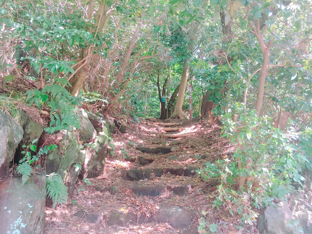 大自然と朝採れ海の幸を満喫！神奈川県真鶴半島10kmラン！の写真9
