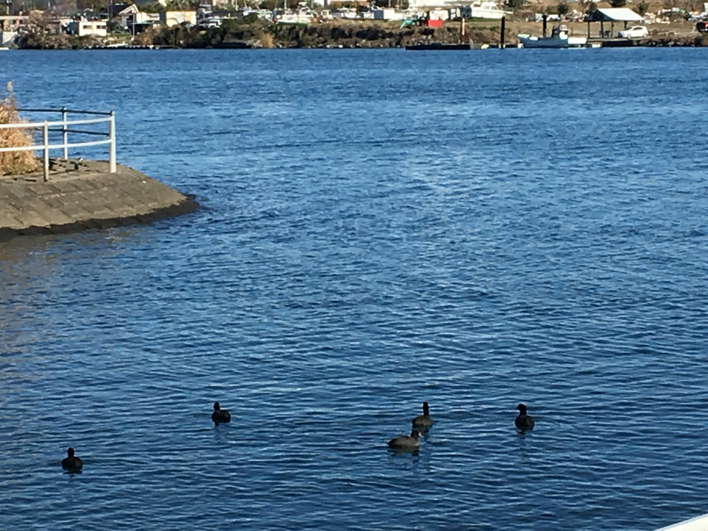 今年の走り納め、相模川銀河橋から河口への写真3