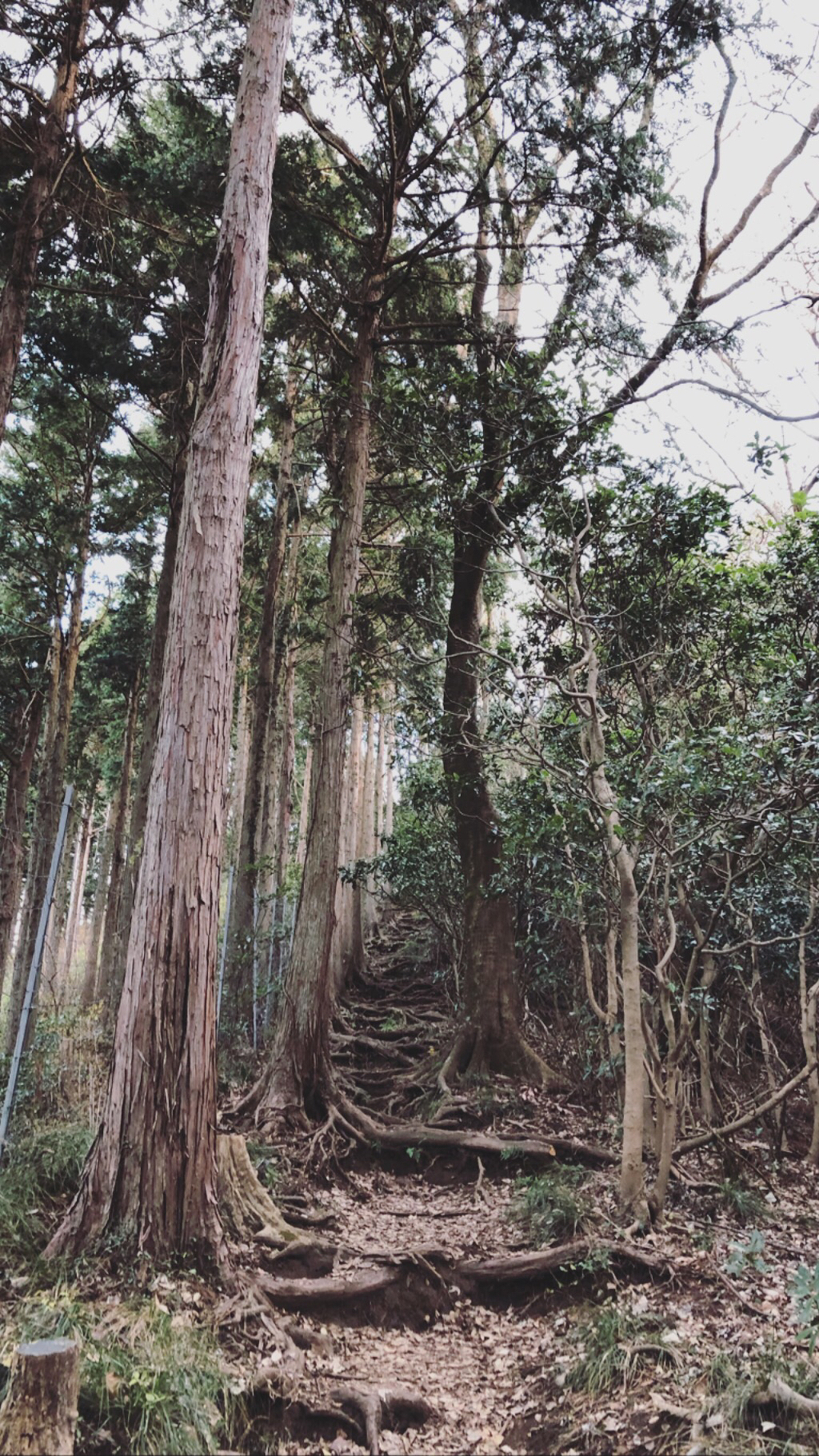 ISEHARA THREE PEAKSの写真4