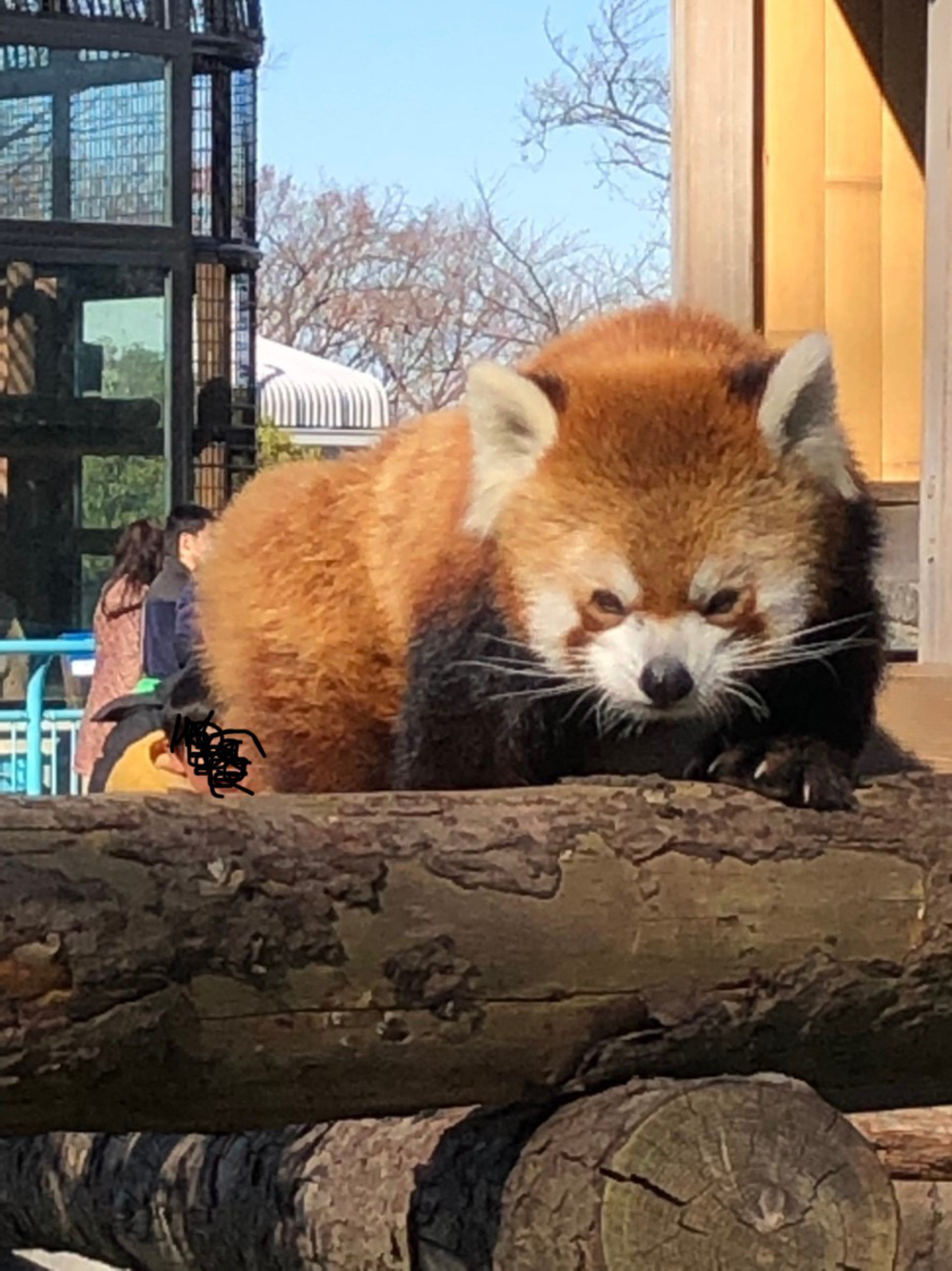 横浜観光ラン（動物園付き！）の写真6