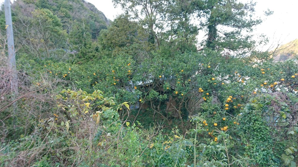 妻の地元、宇和島で見つけた気持ちいいコースの写真3