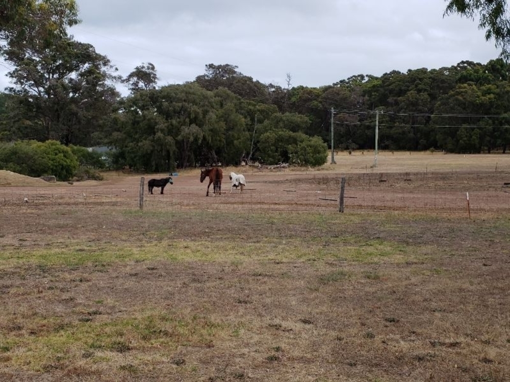 ユーカリの林の森林浴ランの写真3