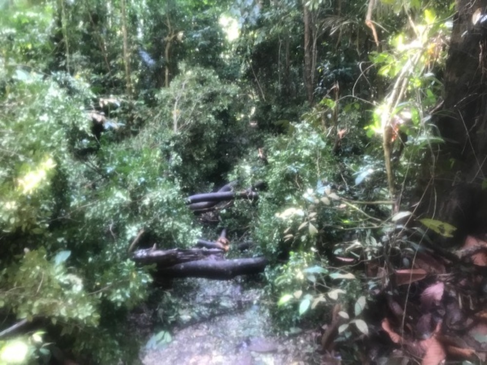 MacRitchie Reservoir Park Singapore マクリッチ貯水池 シンガポールの写真8