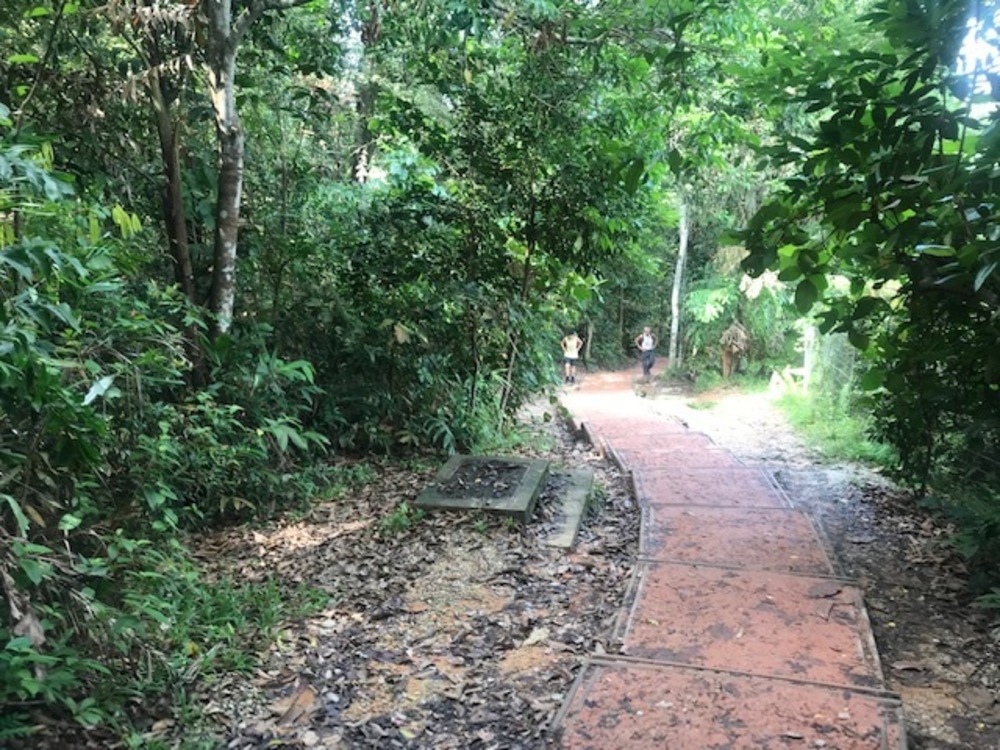 MacRitchie Reservoir Park Singapore マクリッチ貯水池 シンガポールの写真12