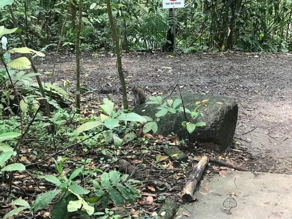MacRitchie Reservoir Park Singapore マクリッチ貯水池 シンガポールの写真14