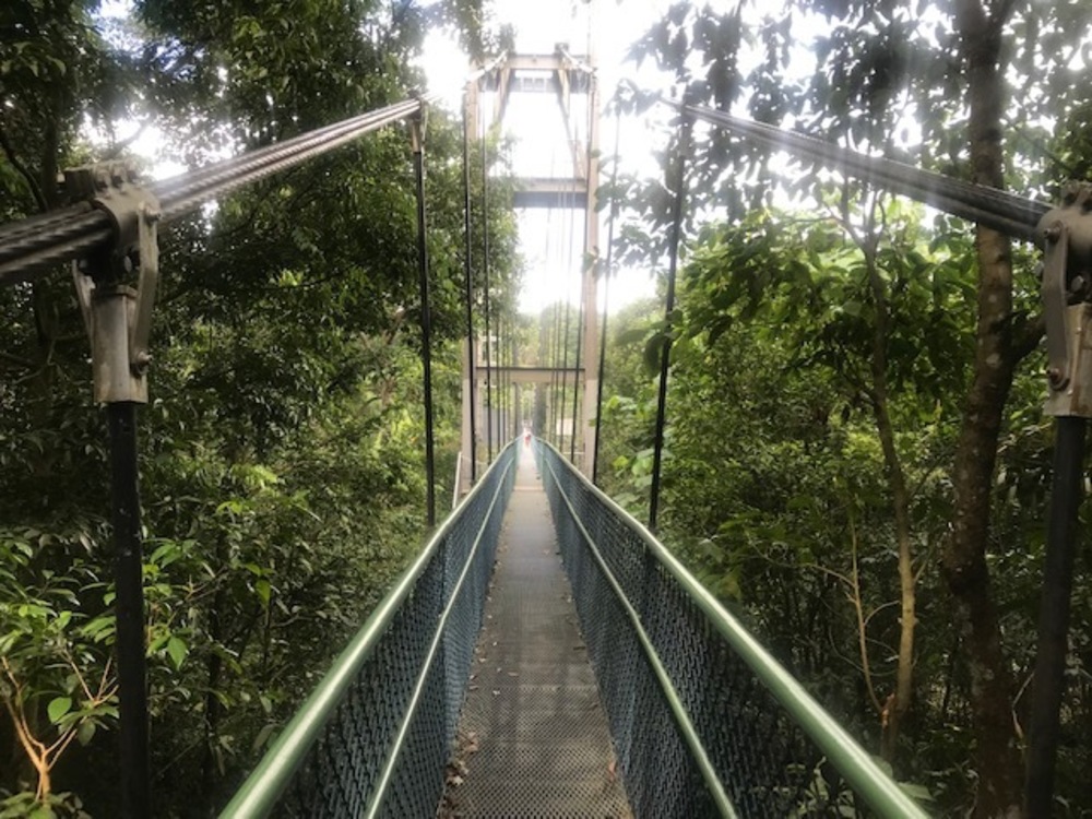 MacRitchie Reservoir Park Singapore マクリッチ貯水池 シンガポールの写真17