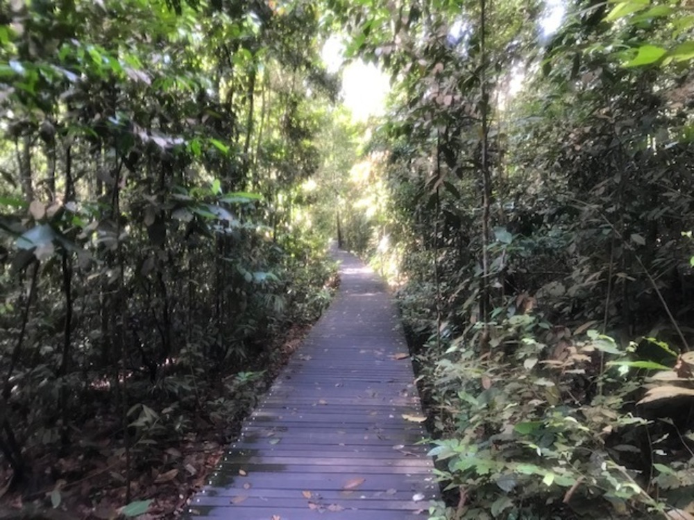 MacRitchie Reservoir Park Singapore マクリッチ貯水池 シンガポールの写真18