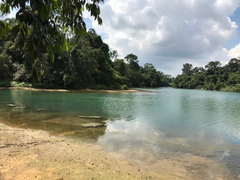 MacRitchie Reservoir Park Singapore マクリッチ貯水池 シンガポールの写真19