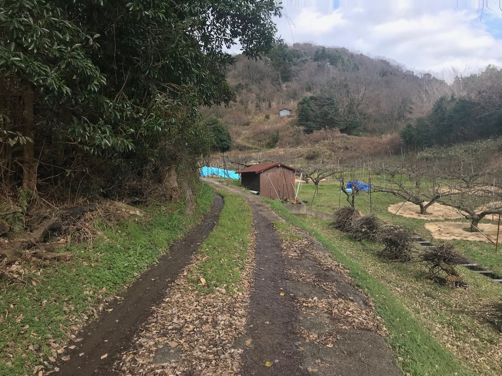 坂ジョグ「馬ノ山」 ひっそりとした雰囲気　鳥取県湯梨浜町　の写真10