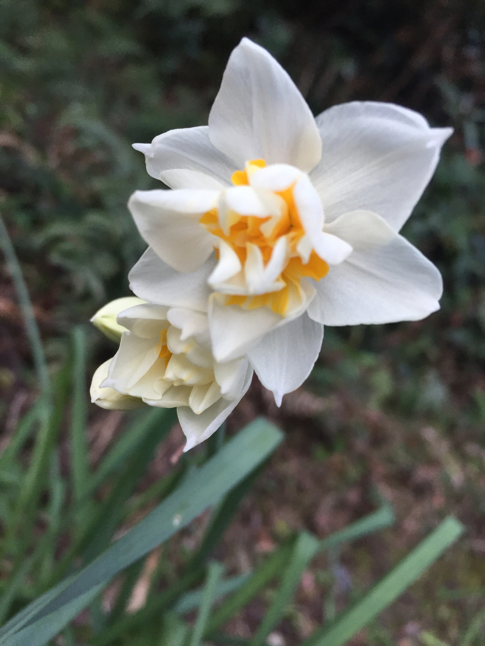 伊勢二見  音無山からの日の出の写真5