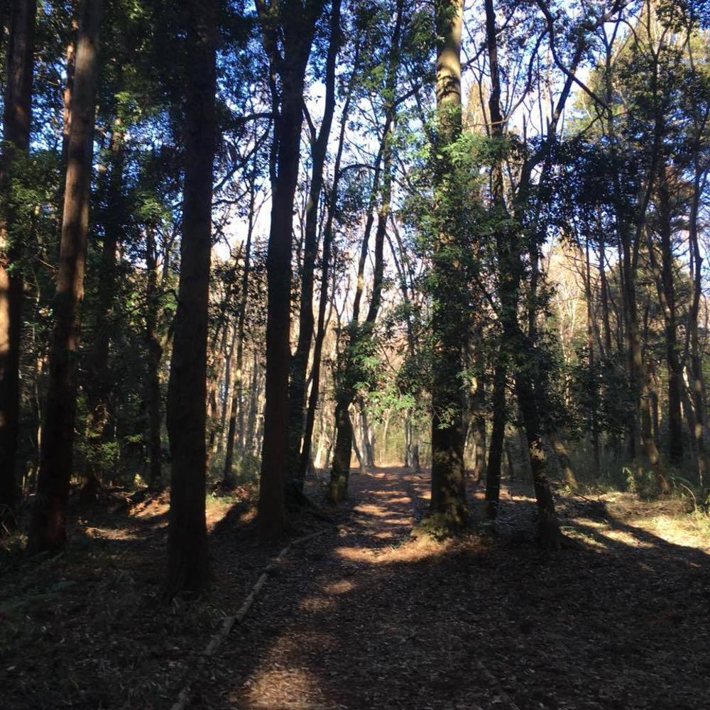 千葉県印西市の森ランスポット「草深の森」の写真3