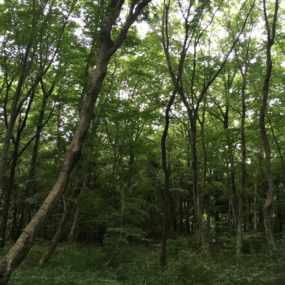 千葉県印西市の森ランスポット「草深の森」の写真4