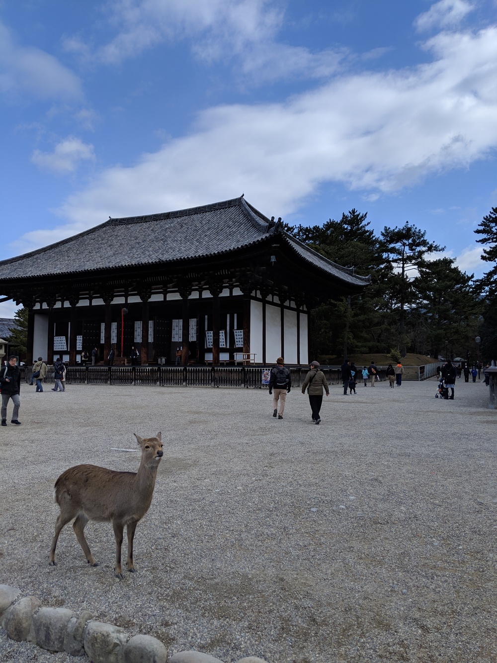 奈良 世界遺産エリアでお試しトレランコース 春日山原始林〜若草山の写真3