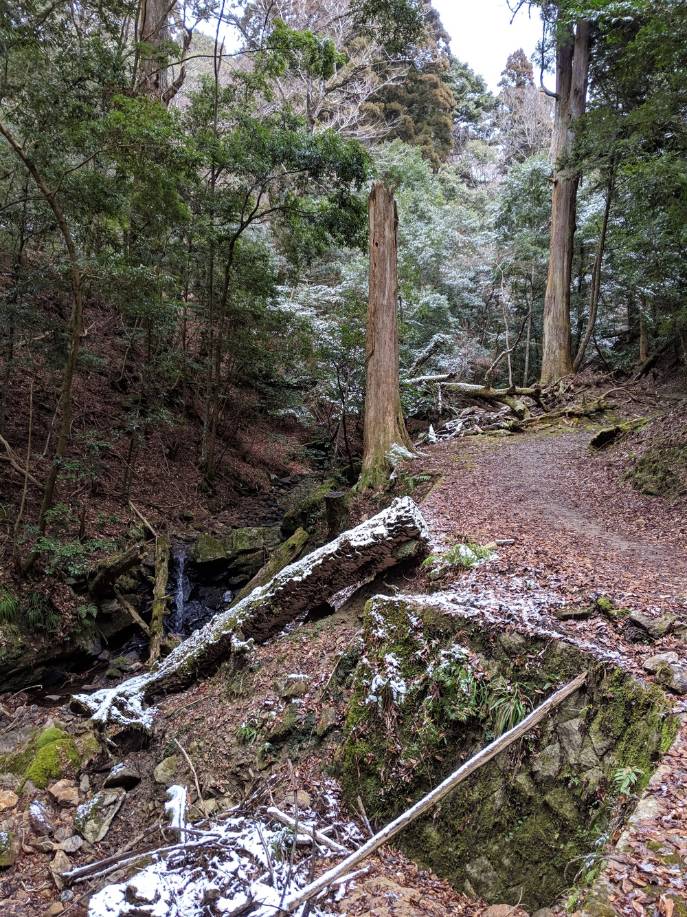 奈良 世界遺産エリアでお試しトレランコース 春日山原始林〜若草山の写真7