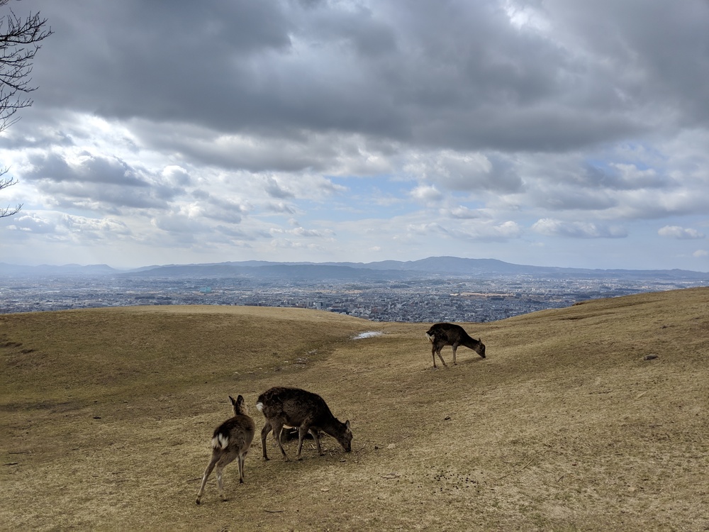 奈良 世界遺産エリアでお試しトレランコース 春日山原始林〜若草山の写真8
