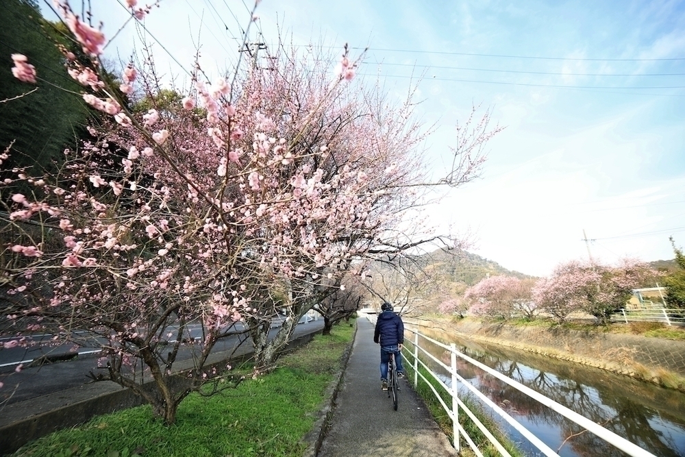 海・山からの眺めを楽しむ万葉ロマンコースの写真3