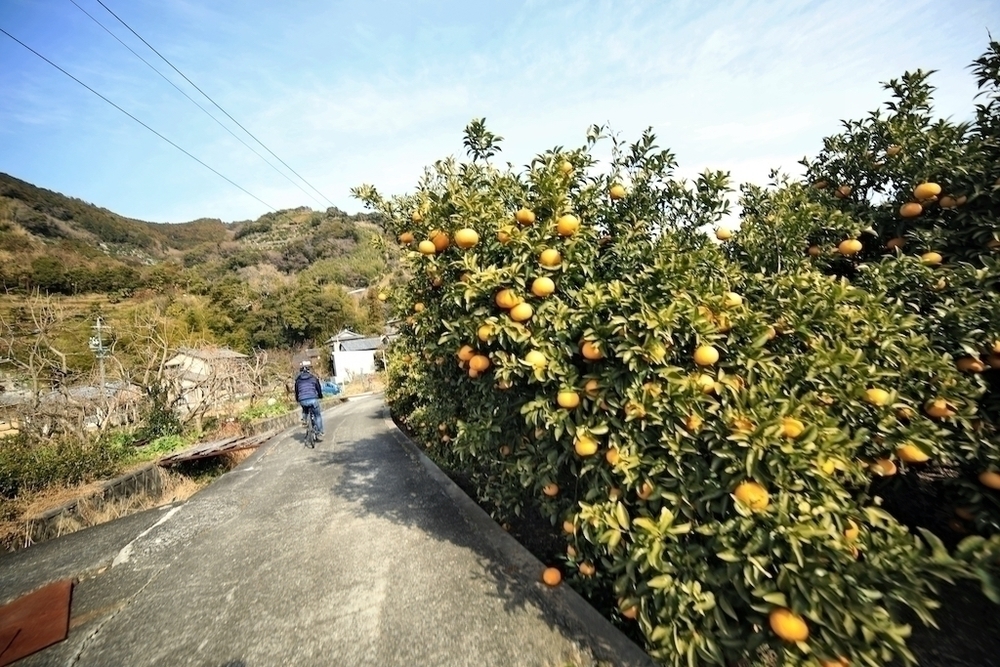 海・山からの眺めを楽しむ万葉ロマンコースの写真4