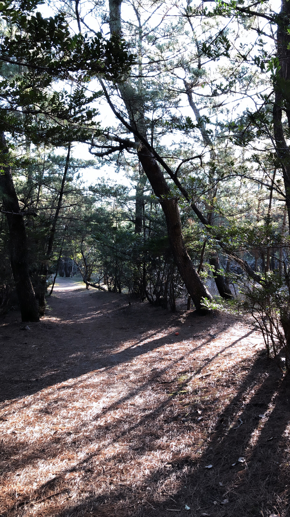 Aoshima Morning Runtripの写真8
