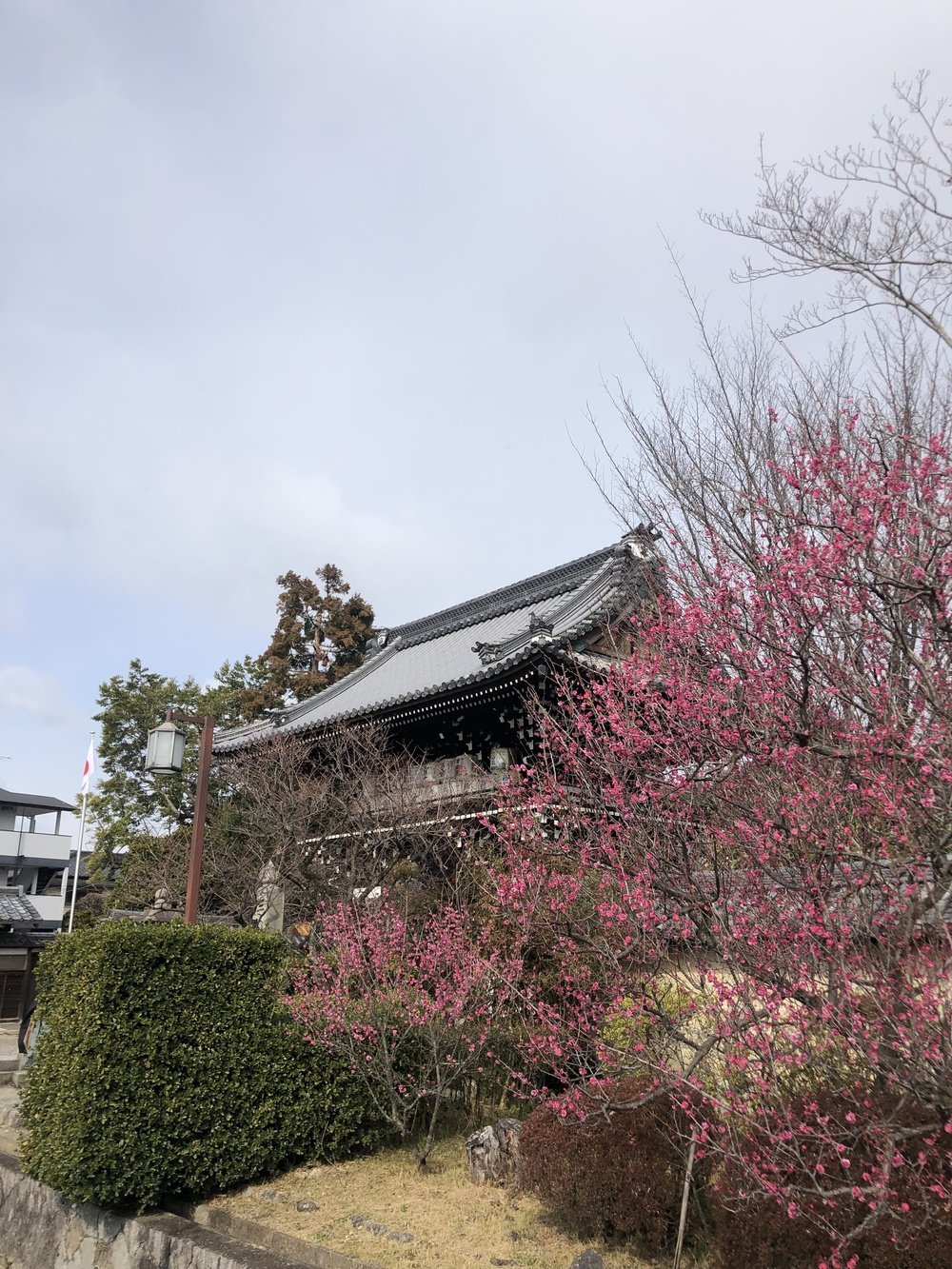 京都市内西部寺社仏閣コースの写真4