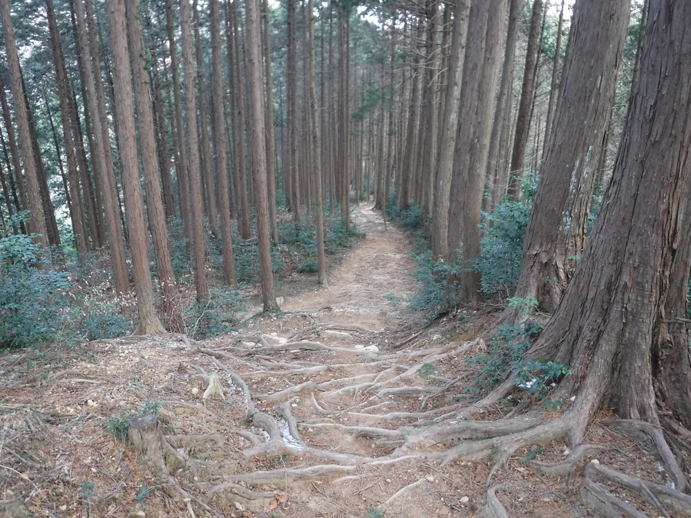 青梅丘陵からトレイルで利き酒に行こうの写真3