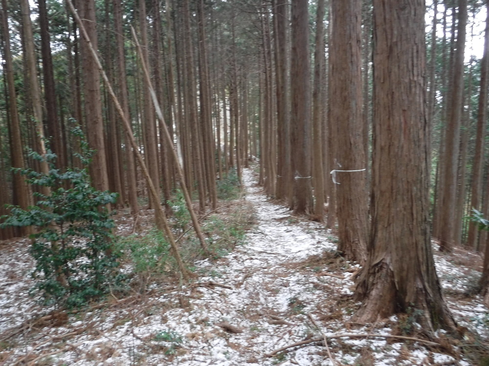 青梅丘陵からトレイルで利き酒に行こうの写真7