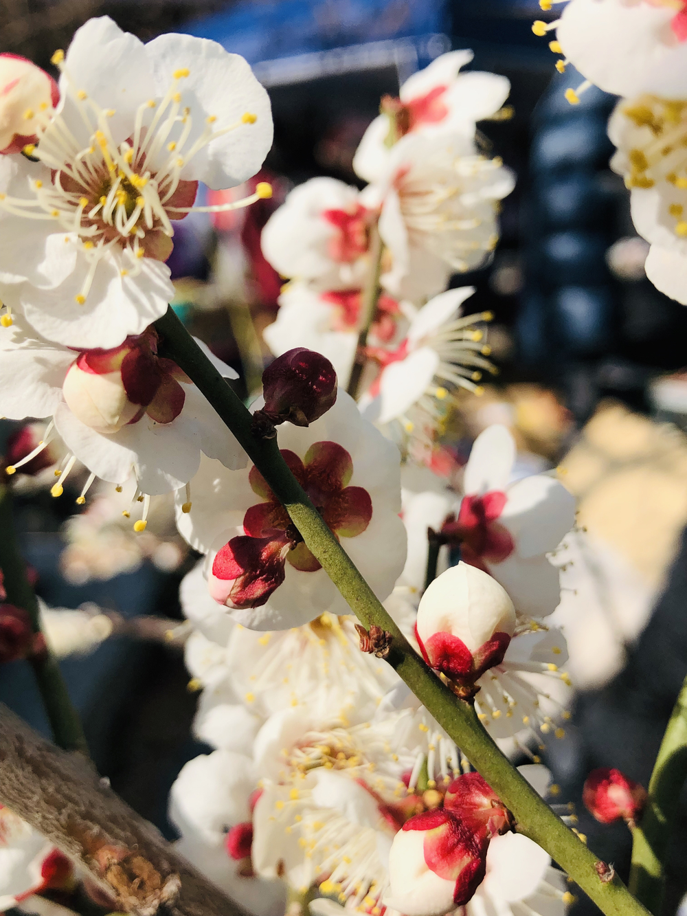 一足早い春を！湯島天神でのい出会の写真9