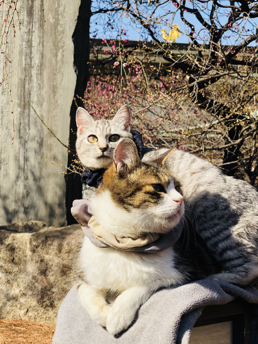 一足早い春を！湯島天神でのい出会の写真10