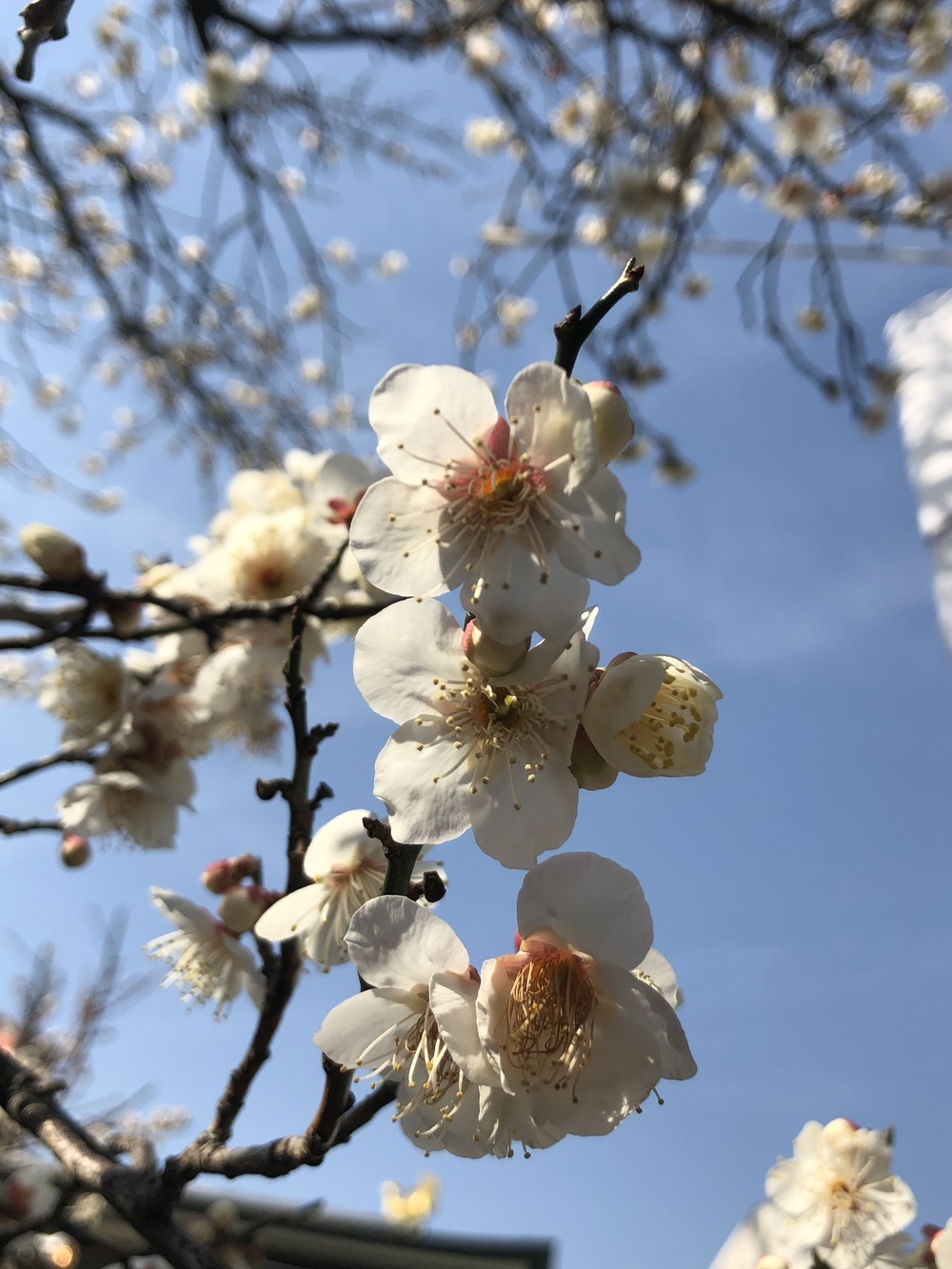 一足早い春を！湯島天神でのい出会の写真11