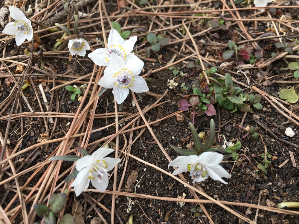 酒造のビールとセツブンソウの写真9
