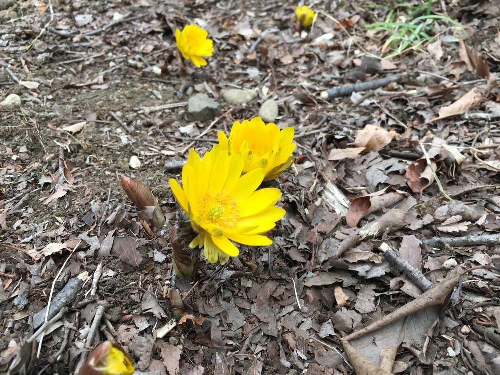 酒造のビールとセツブンソウの写真10
