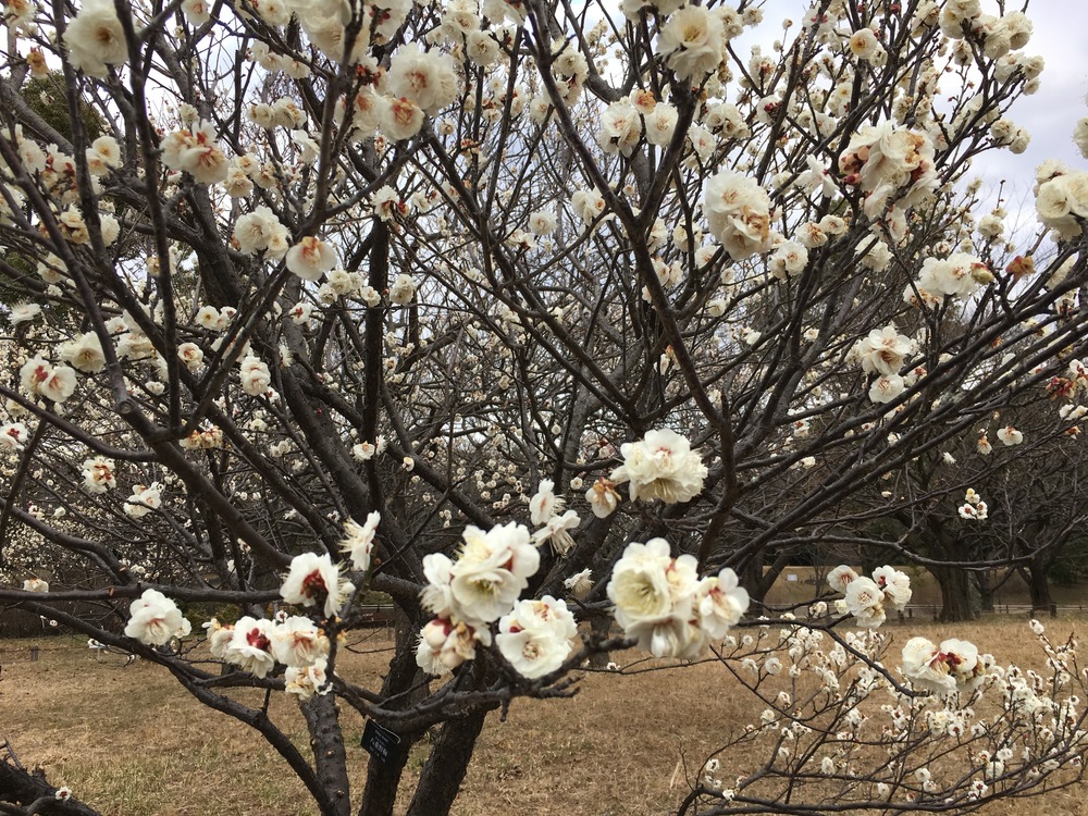酒造のビールとセツブンソウの写真11