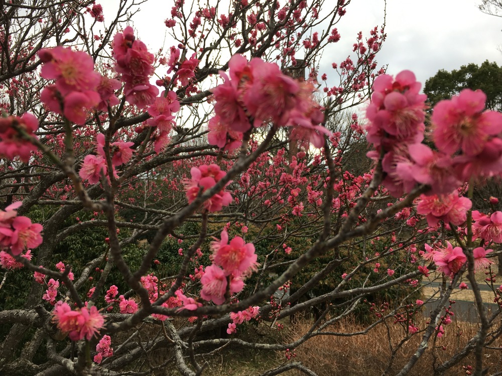 酒造のビールとセツブンソウの写真12