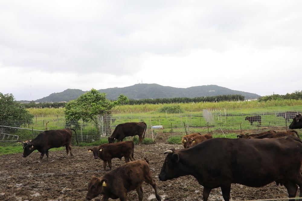 「エメラルドの海を見る展望台」までの往復コースの写真3