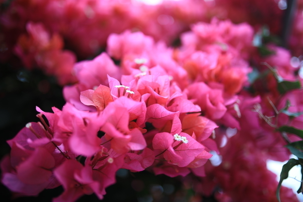 「エメラルドの海を見る展望台」までの往復コースの写真5