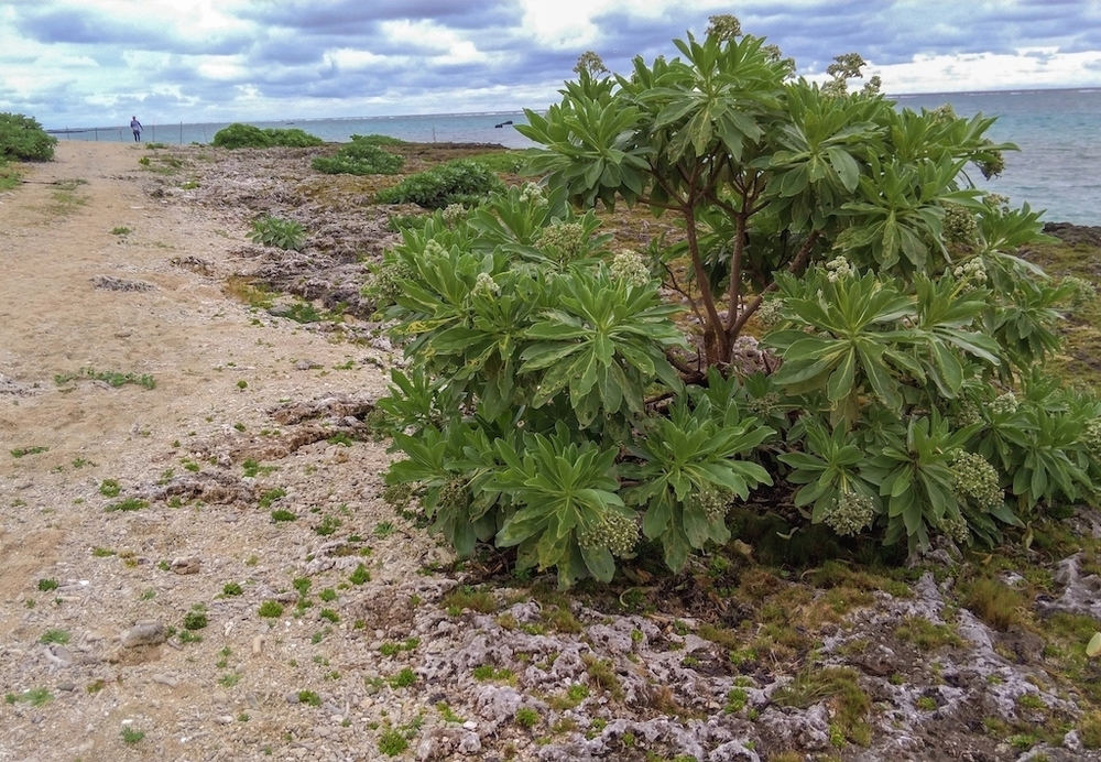 石垣島・ナータビーチで至福のひと時をの写真4